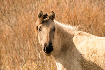 Head of a konik horse mare. In the golden reeds © Dasya - Dasya
