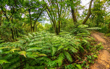 Tai Po Kau Country park