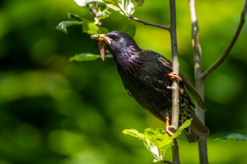 Star (Sturnus vulgaris) Männchen