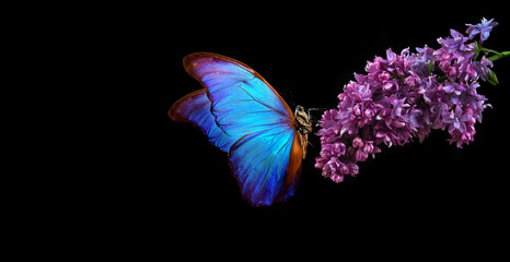 Beautiful blue morpho butterfly on a flower on a black background. lilac flower in dew drops isolated on black. lilac and butterfly. copy spaces. © Oleksii