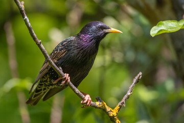 Star (Sturnus vulgaris) Männchen