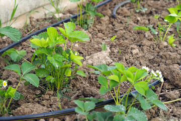 planted strawberries in the garden, flowering strawberry plant, strawberry plant flower,