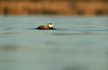 Male White-headed duck with beak and rutting plumage in a wetland in the center of the Iberian Peninsula with the lights of dawn