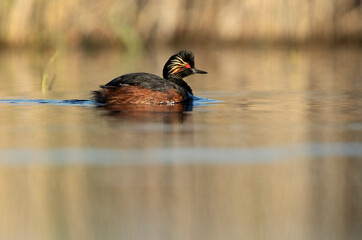 Black-necked grebe with the first light of dawn in a wetland in central Spain on a sunny day