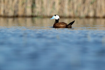 Male White-headed duck in breeding plumage with the first light of dawn in a wetland in central Spain on a sunny day