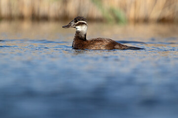 Female White-headed duck in breeding plumage with the first light of dawn in a wetland in central Spain on a sunny day