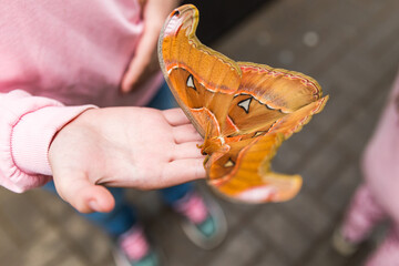 monarch butterfly on a hand