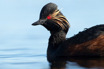 Black-necked grebe with the first light of dawn in a wetland in central Spain on a sunny day