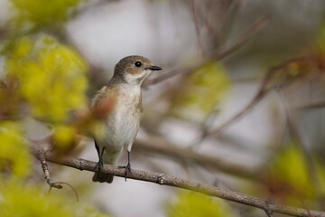 Ficedula hypoleuca. European pied flycatcher sitting mon the branch. Artistic photo of a song bird. Portrait of a pied flycatcher female