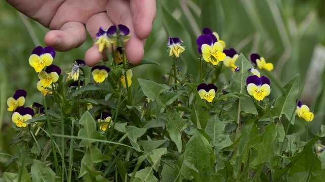 Plants, flower care. A man's hand touches the violets growing in the garden.