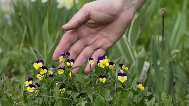 Plants, flower care. A man's hand touches the violets growing in the garden.