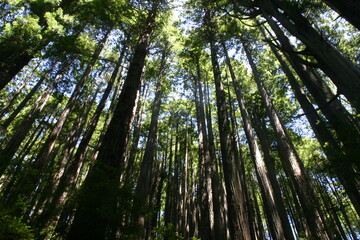 Giant Coastal Redwood Trees in Humbolt County California showing Trunks of Trees Reaching for the Sky under a Green canopy of Branches