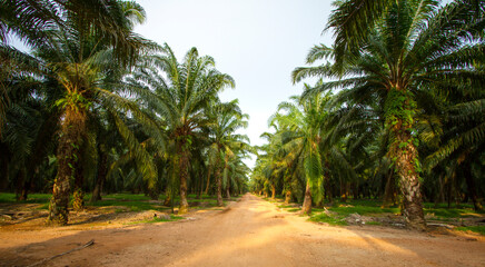 Palm oil plantation. Row of palm trees with dirt road in the middle.  - Powered by Adobe