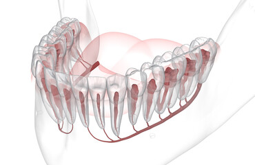 Dental root anatomy of mandible jaw. Medically accurate dental 3D illustration