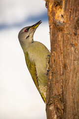 Grey-headed woodpecker, picus canus, climbing the tree in winter sunny weather. Yellow bird perched on trunk. Photo of adult animal attached to bark with claws.