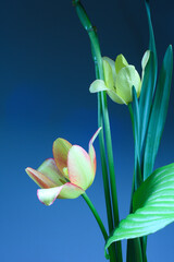 yellow tulips and green foliage, blue background, vertical format.