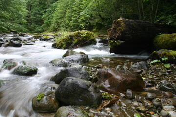 River Rapids in a Northern California Forest with Trees and Mossy Rocks at Slow Shutter Speed Enhancing Water Motion