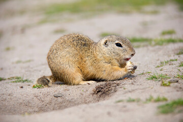 European Ground Squirrel, Spermophilus citellus, Czech Republic