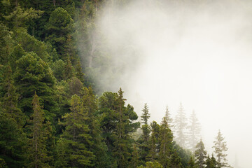 Mountain forest with green coniferous trees partially hidden in dense white fog. Misty morning atmosphere in a summertime nature with copy space. Horizontal scenery with woodland growing on a hillside
