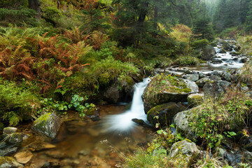 Waterfall splattering in pure green environment in fall. Wild river flowing in wet colorful nature in autumn. Shot of water in fresh unspoiled wilderness.