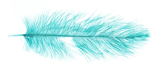 Zelfklevend Fotobehang Blue ostrich feather isolated on white © michaklootwijk
