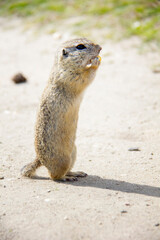 Standing european Ground Squirrel, Spermophilus citellus, Czech Republic