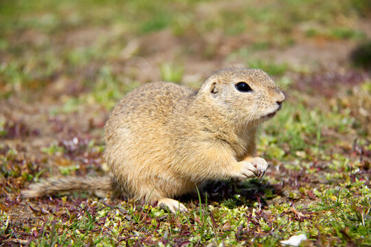 European Ground Squirrel, Spermophilus citellus, Czech Republic