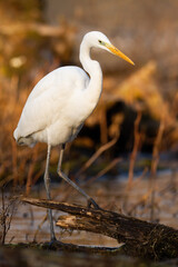 Great egret, ardea alba, hunting in water in sunny vertical shot. White bird with long legs and neck looking on fallen tree. Feathered animal chasing in wetland.