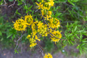 yellow flowers in the garden
