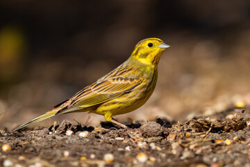 Yellowhammer, emberiza citrinella, sitting on ground in sunlight from side. Little colorful bird looking on mud in summer sun. Small songbird with yellow feathers.