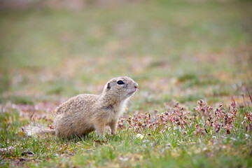 Naklejka na ściany i meble European Ground Squirrel on a meadow, Spermophilus citellus, Czech Republic