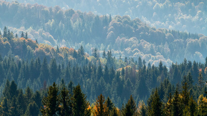 Panorama of the autumn mixed forest on the mountain slopes in sun backlight.