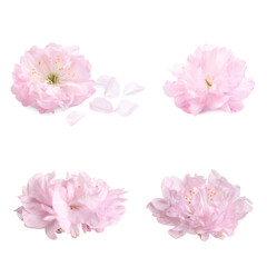 Set with beautiful sakura tree flowers on white background