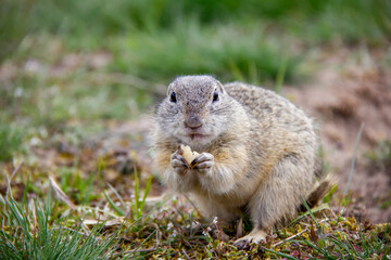 Naklejka na ściany i meble Eating european Ground Squirrel, Spermophilus citellus, Czech Republic