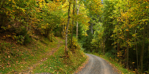 Panoramic view of the trail and gravel road in the autumn forest near Wengen village in Switzerland in the autumn season.
