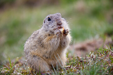 Naklejka na ściany i meble European Ground Squirrel eating on a field, Spermophilus citellus, Czech Republic
