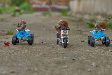 Three large garden snails sit on a toy motorcycle and quad bikes .