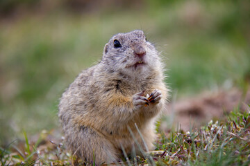 European Ground Squirrel sitting on a field, Spermophilus citellus, Czech Republic