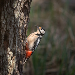 Great woodpecker on a ree trunk