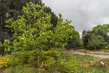 flowers in the garden