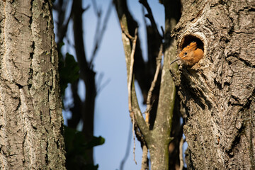Eurasian hoopoe, upupa epops, chick peeking from hole in summer nature. Orange bird with crest sitting in nest in forest. Featehred animal breeding in tree in woodland.