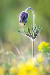 Pasque flower on a meadow