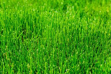 Background of the green grass. Eco concept. Selective focus