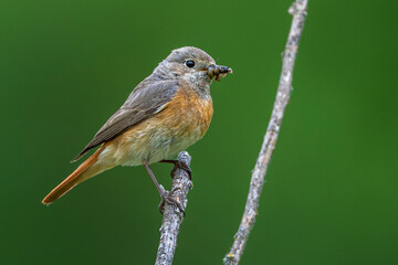 Gartenrotschwanz (Phoenicurus phoenicurus) Weibchen