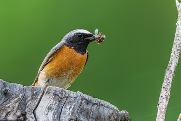 Gartenrotschwanz (Phoenicurus phoenicurus) Männchen