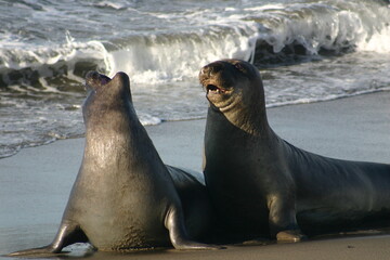 Female Elephant Seals Fighting in the Beach Surf at the San Simeon Rookery in California after Birthing Their Pups