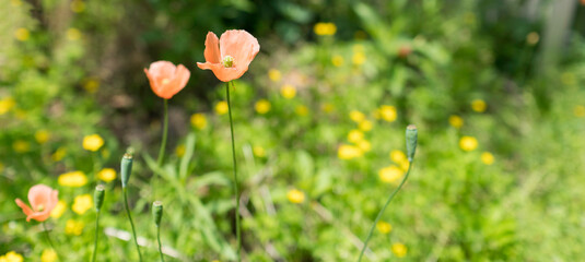 Obraz na płótnie Canvas Close up of Poppy flowers.