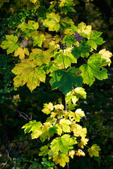 Feuilles lumineuses colorées d'automne se balançant dans un arbre dans le parc d'automne. Fond coloré d'automne, toile de fond d'automne