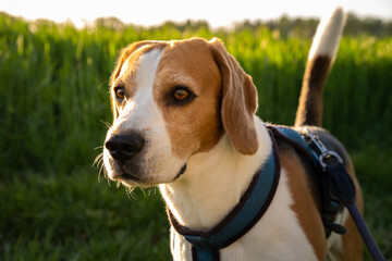 Dog portrait back lit background. Beagle with tongue out in grass during sunset in fields...