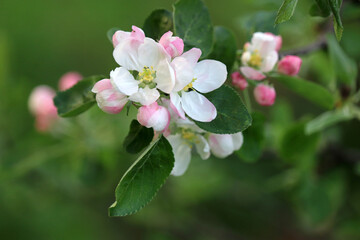Fototapeta na wymiar Apple blossom on a branch in spring garden. White flowers and pink buds with green leaves